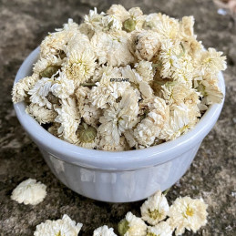 Camomille Romaine (fleurs)