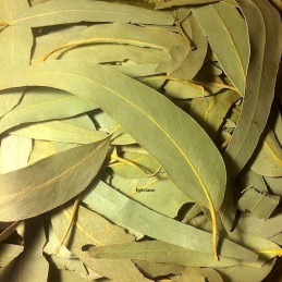 Eucalyptus feuilles entières