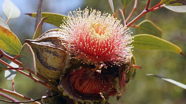 Eucalyptus - feuille entiere - PÈRE BLAIZE